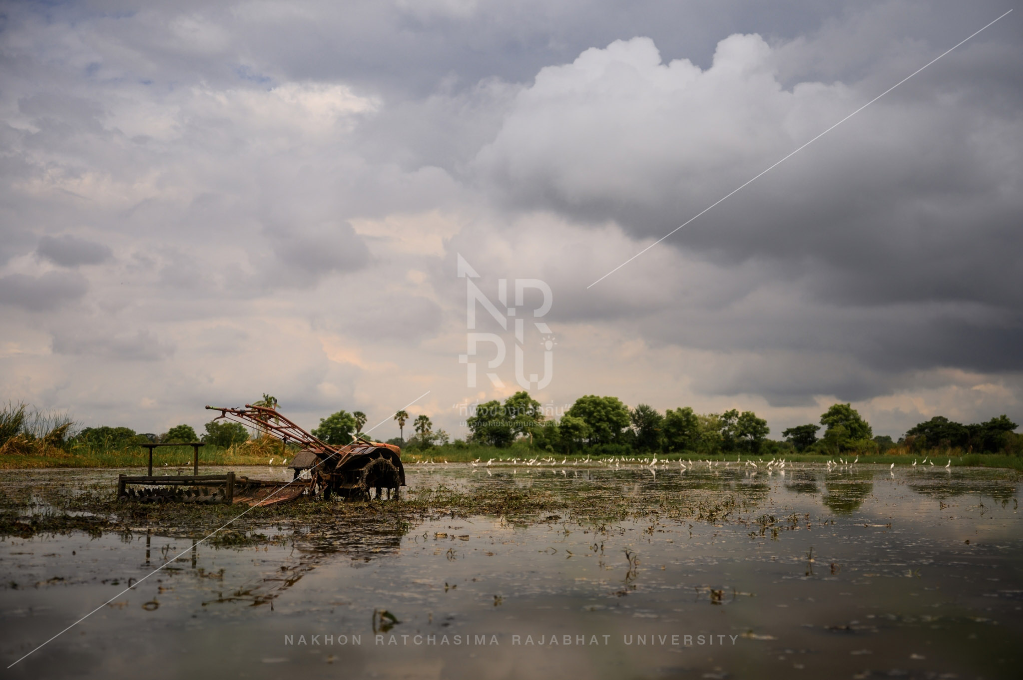 Rice Field in Talat Sub-District (2)